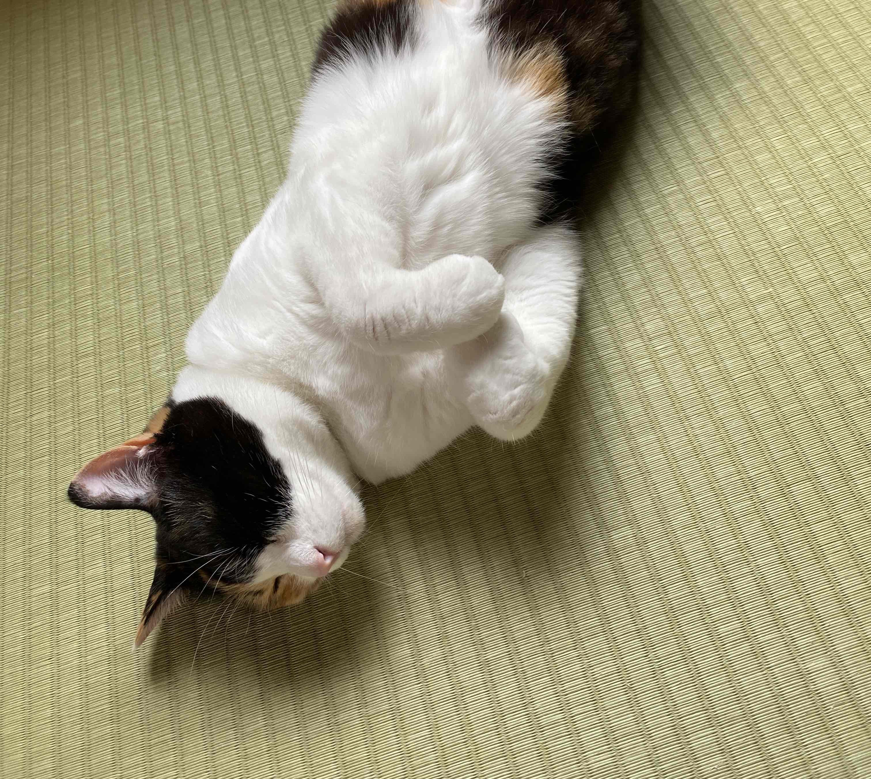 畳の上で仰向けになってくつろぐきぬ