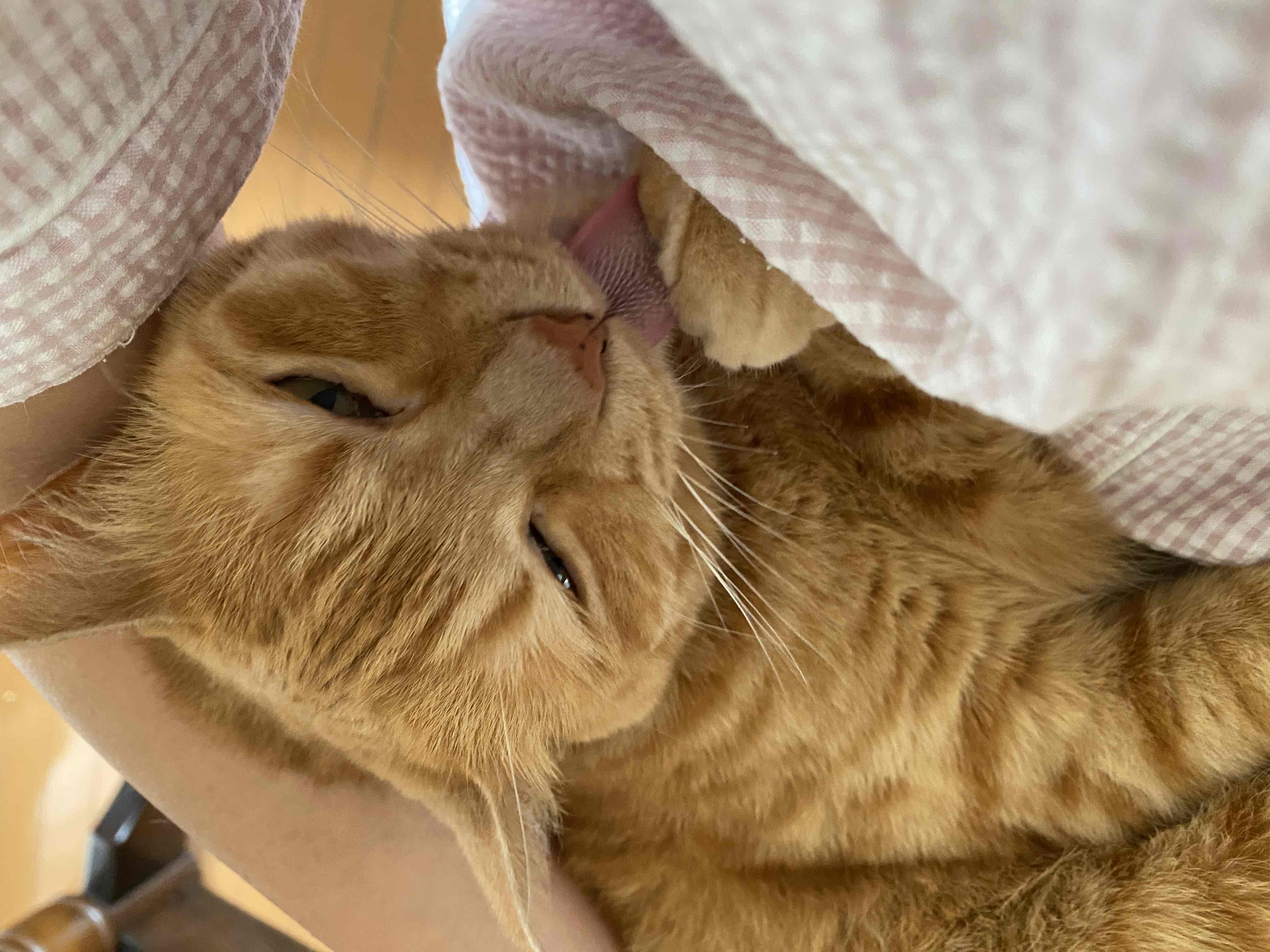 飼い主に寄り添い、甘えるラテ